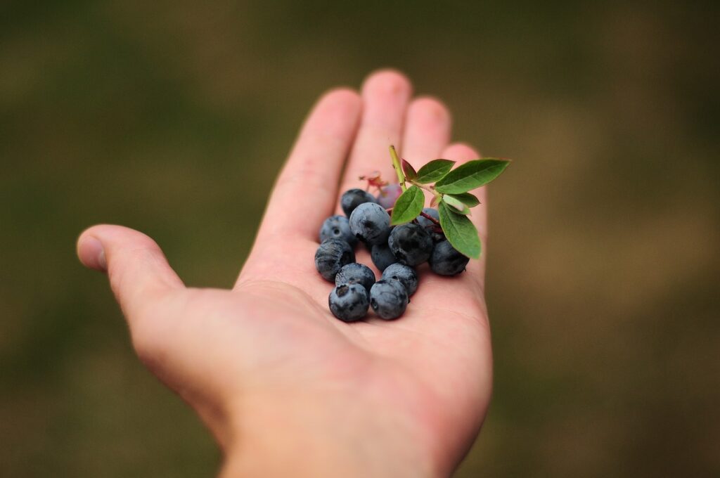 added sugar makes fruit less enjoyable. 