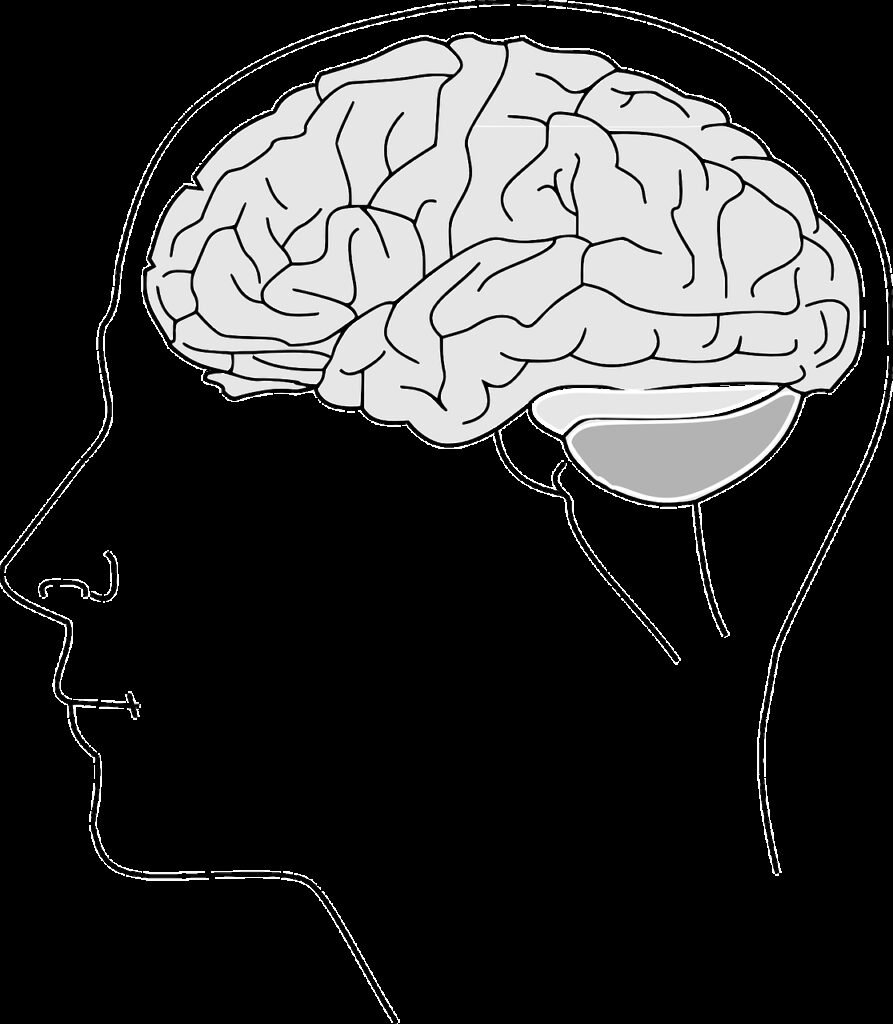 brain, anatomy, physiology